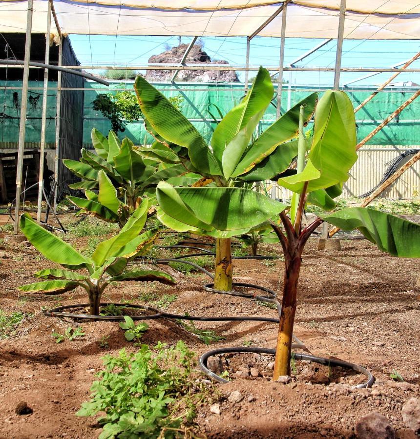 Finca Berolo 1 Guía de Isora Εξωτερικό φωτογραφία