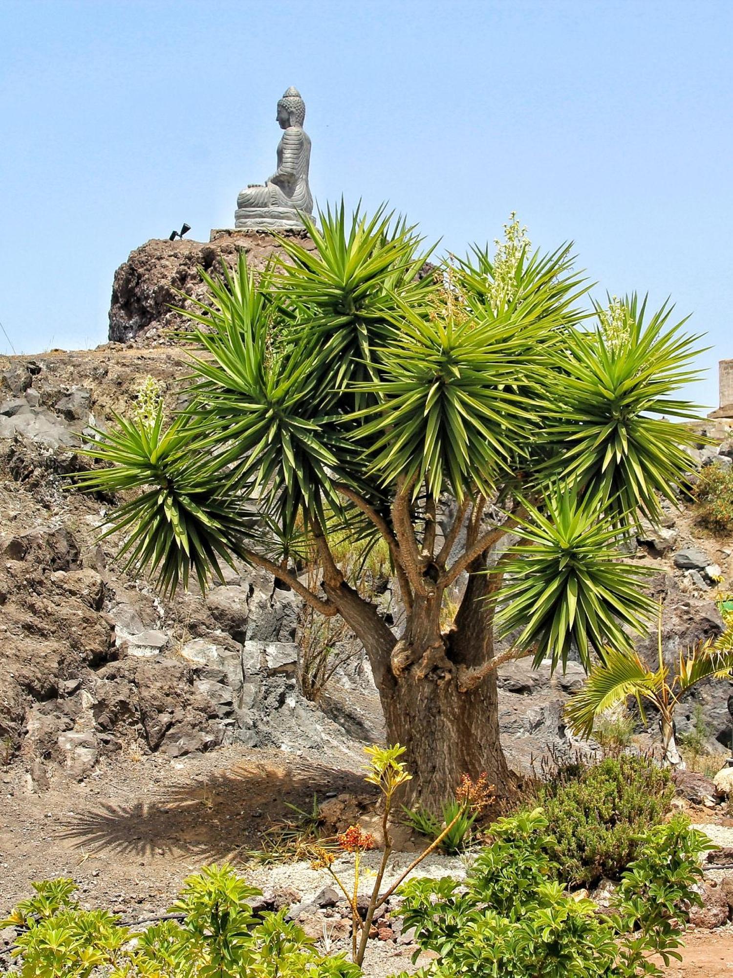 Finca Berolo 1 Guía de Isora Εξωτερικό φωτογραφία